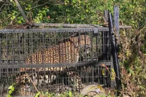 नैनीताल: मासूम को मारने के 36 घंटे बाद मादा तेंदुआ पिंजड़े में कैद