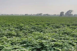 रायबरेली: मौसम मेहरबान, इस बार आलू की होगी बंपर पैदावार