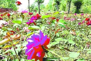 सहारनपुर की नर्सरियों से गुलजार हो रहे हैं कई राज्य