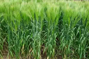 जौ की नई प्रजाति विकसित कर सीएसए ने हासिल की बड़ी उपलब्धि