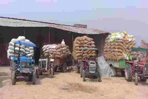 बाराबंकी: औने-पौने दामों पर धान बेचने को मजबूर किसान, जानें वजह