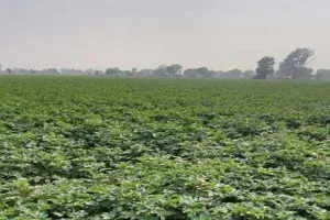 रायबरेलीः मौसम मेहरबान, आलू की होगी बंपर पैदावार