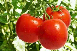 राजधानी में सेब के भाव बिक रहा टमाटर, 100 रुपये किलो पहुंचे दाम