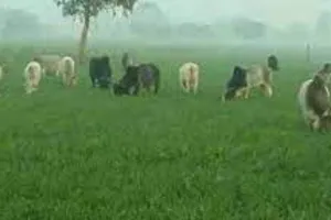 सीतापुर: गोंदलामऊ में छुट्टा मवेशी किसानों के लिए बने आफत