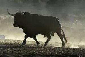 बरेली: दुल्हन की विदाई के समय सांड़ का हमला, चचेरे भाई की मौत