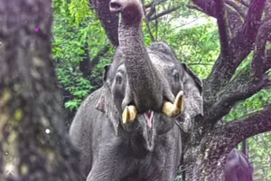 जंगल से भटका हाथियों का झुंड, पहुंचा इंसानों की बस्ती में, दहशत