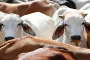 बरेली: नाले में फिर पड़े मिले गौवंशीय पशुओं के अवशेष