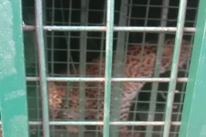 रामपुर : स्वार में वन विभाग की टीम ने पकड़ा तेंदुआ, पिंजरे में हुआ कैद