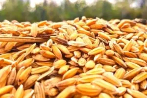 सरकार ने चालू खरीफ विपणन सत्र में अब तक खरीदा 209 लाख टन धान