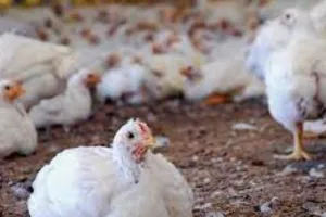 ओडिशा: डीजे की आवाज से मुर्गियों की मौत! पॉल्ट्री फार्म मालिक ने दर्ज कराई एफआईआर