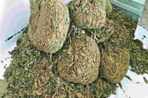 अल्मोड़ा: 5 कट्टों में भरा हुआ था 48 किलो गांजा