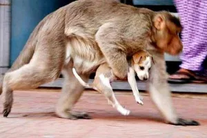 बंदरों और कुत्तों के बीच गैंगवार! पहले कुत्तों ने बंदर के बच्चे को जान से मारा, अब बंदर कुत्तों के बच्चों को मार रहे