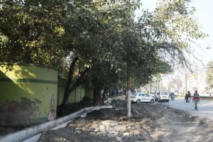 बरेली: 12 लाख लेकर बैठा वन विभाग, पेड़ ट्रांसलोकेट न होने से चौड़ीकरण थमा