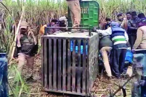 जसपुर: कुएं में गिरा तेंदुआ, वन विभाग ने किया रेस्क्यू