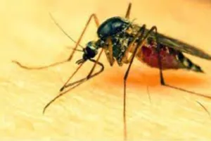 दिल्ली में डेंगू से अब तक 23 लोगों की मौत, 9,500 से अधिक मामले आए सामने