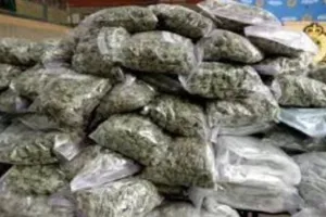 मध्य प्रदेश में केले से लदे ट्रक से हजार किलो गांजा जब्त, पांच लोग गिरफ्तार