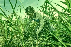 गन्ने का बकाया 2020-21 में 4,445 करोड़ रुपये पहुंचा, सबसे अधिक उत्तर प्रदेश में: केंद्र
