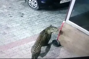 राजधानी में 3 दिनों के अंदर 15 लोगों को तेंदुए ने किया घायल, वन विभाग का रेस्क्यू जारी