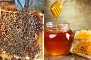 हल्द्वानी: देश भर के शहद नमूनों की जांच होगी ज्योलीकोट में