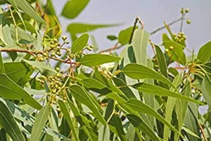 कई उपायों के बाद भी नहीं मिल रहा हो कफ से आराम तो पिएं इस पत्ते की चाय, शरीर के दर्द होंगे दूर