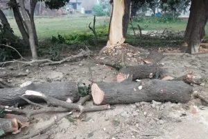 पीलीभीत: चोरी से काटे गए आठ हरे पेड़, लकड़ी बरामद