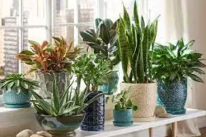 घर की इस दिशा में लगाएं नारियल या अशोक का वृक्ष, घर पर बनी रहेगी सुख-शांति