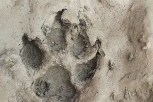 रामपुर: महुआखेड़ा में तेंदुए की आहट से दहशत में ग्रामीण, प्रधान के घर के बाहर मिले तेंदुए के पदचिन्ह