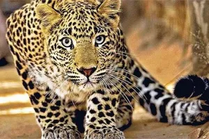 रामपुर : दढ़ियाल के ग्रामीण क्षेत्रों में तीन सप्ताह से तेंदुए की दहशत