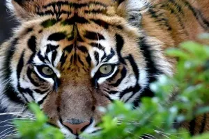 बिजनौर : वनकर्मियों पर बाघ ने किया हमला, वाहन क्षतिग्रस्त