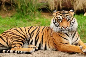 बहराइच: भैंस के झुंड पर बाघ ने किया हमला, दो को बनाया निवाला