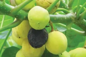 फतेहपुर: जेट्रोफा का फल खाने से प्राथमिक व जूनियर स्कूल के 33 बच्चे बीमार