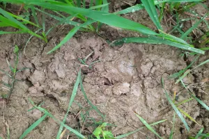 बच्ची को चारपाई से उठा ले गया तेंदुआ, गांव से एक किलोमीटर दूर मिले कपड़े और हड्डियां