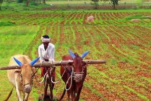 बरेली: सब्जी उत्पादन ही नहीं खेतों में बनेगी बिजली, किसान होंगे लाभान्वित