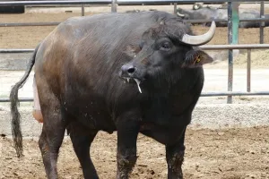 बरेली: 9.5 लाख पशुओं पर मंडरा रहा खुरपका- मुंहपका का खतरा