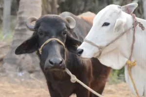 पीलीभीत में जानवरों की हो रही रहस्यमयी मौत, IVRI भेजे गए सैंपल की रिपोर्ट का इंतजार