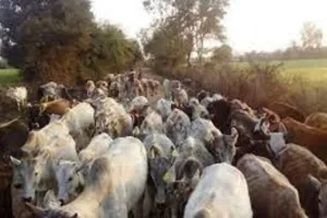 हरदोई: क्षेत्र में बनी गौशालाओं में हो रही खानापूर्ति, सर्दी में खुले ठिठुर रहे बेजुबान