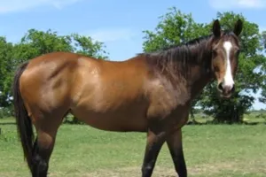 बरेली: चुपचाप नीलाम कर दी डकैत कल्लू की घोड़ी, फाइल भी गायब