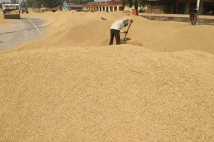 बरेली: सस्ते में खरीदा, अब प्रति क्विंटल कर रही 300 रुपए की कमाई