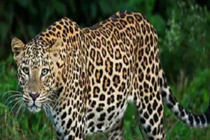 इंदौर के चिड़ियाघर से ‘मादा’ तेंदुआ शावक गायब, 6 दिन बाद ‘नर’ तेंदुआ शावक पकड़ा गया