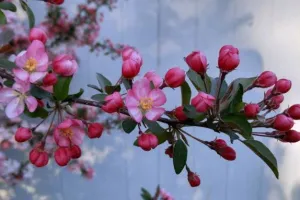 नव वर्ष 2022: खिली सहास एक-एक पंखुरी, झड़ी उदास एक-एक पंखुरी…