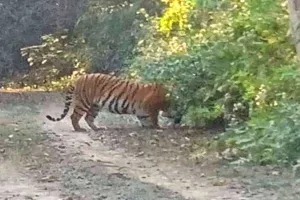 टाइगर रिजर्व में भ्रमण के लिए आने वाले पर्यटक बाघ और तेंदुए देख हो रहे रोमांचित, देखें…