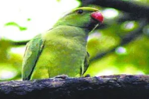 देवरिया: परिवार के सदस्य की तरह पक्षियों की देखभाल करता हैं ये बैंककर्मी, जानें