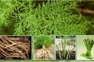 अयोध्या: आय दोगुनी करनी है तो करें सतावर की खेती