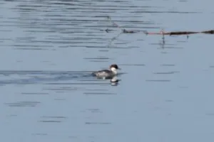 उत्तराखंड में पहली बार दिखाई दी स्मू डक