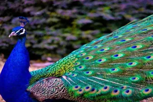 अयोध्या: पूराबाजार के कछौली में राष्ट्रीय पक्षी दो मोर मृत पाए गए, मचा हड़कंप…