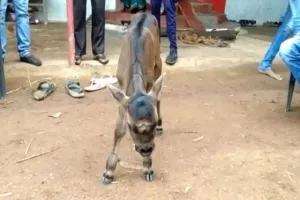 अनोखी बछिया ने लिया जन्म, तीन आंखें…पूंछ जटा की तरह, भगवान का अवतार मानकर लोग कर रहे पूजा