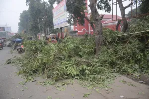 बरेली: ट्रांसलोकेट होने से बच जाएंगे एक दर्जन से अधिक पेड़