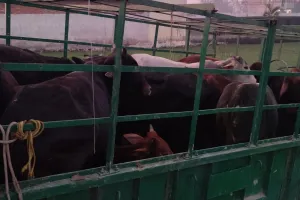 बरेली: आवारा गोवंशीय पशुओं कि धरपकड़ का अभियान शुरू