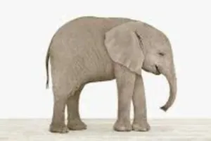 रामनगर: ढेला रेंज में हाथी के बच्चे की मौत