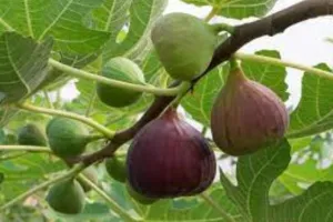 महिलाओं के लिए वरदान है अंजीर, प्रजनन क्षमता समेत हार्मोनल समस्या को करेगा दुरस्त